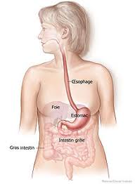 Il faudra ajouter une année en cas de spécialisation complémentaire. Estomac Wikipedia