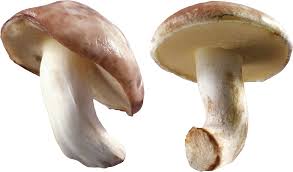 Image result for mushroom