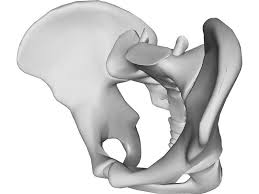 Pin On Pelvis Hip Bone Study