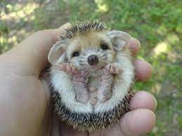 squee igel im garten susse tiere susse tiere bilder