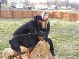 Check spelling or type a new query. Why Does My Dog Only Listen To Men Pethelpful