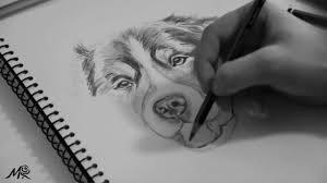Maybe you would like to learn more about one of these? Bernese Mountain Portrait Speed Drawing Youtube