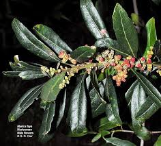 Image result for Myricaceae