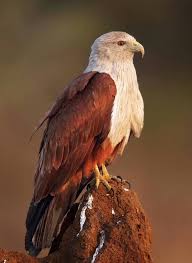 Nermin Kakus Wild Birds Wildlife Photography Birds Wildlife Photography