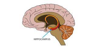 Buzzfeed staff can you beat your friends at this quiz? The Basic Neuroscience Trivia Quiz Proprofs Quiz