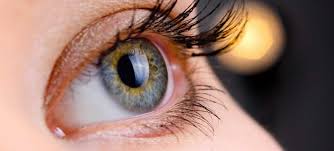 Camels' humps consist of stored fat, which they can metabolize when food and water is scarce. Interesting Animal Facts About Their Eyes Fgc Blog