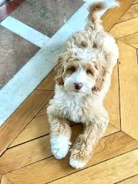 We did not find results for: Pricing And Payment Ohio Valley Labradoodles