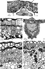 Image result for Argyrolobium tomentosum