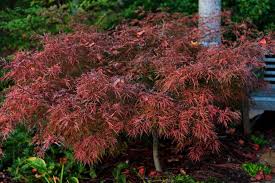 Acer Palmatum Watnong New Growth Begins Red That Later Turns Pink Red With Emerging Green Beautif Japanese Maple Garden Japanese Maple Tree Japanese Maple