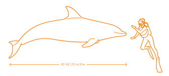 Common Bottlenose Dolphin Dimensions Drawings Dimensions Com Download this free vector about animal stories, dolphins, and discover more than 12 million professional graphic resources on freepik. common bottlenose dolphin dimensions