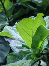Image result for Ficus laurifolia