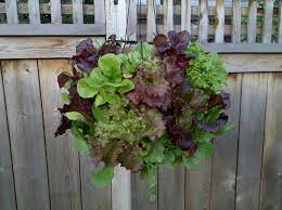 How To Hanging Lettuce Basket Lettuce Ball We Made Last Year Hanging Plants Diy Hanging Plants Outdoor Hanging Plants