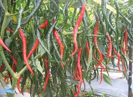 Semoga anda bisa menanam cabe rawit sendiri sehingga bisa menghemat harga konsumsi cabe yang selalu naik di pasar. Rahasia Kunci Sukses Menanam Cabe Keriting Pada Lahan Kering Petani Top