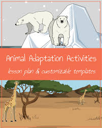 Animal Adaptation Activities Adaptations Activities Animal Adaptations Lessons Animal Adaptations Activities