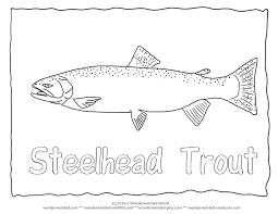 Steelhead Trout Coloring Page Trout Pictures Outlines For Fish Coloring Pages Steelhead Trout Outline Pictur Fish Coloring Page Coloring Pages Coloring Books