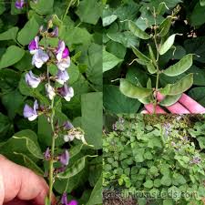 Image result for Lablab purpureus