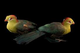 Image result for Turraea fischeri