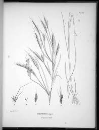 Image result for Andropogon fastigiatus