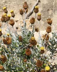 Image result for Macledium sessiliflorum