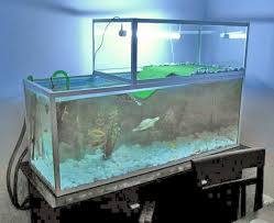 Basking Area Turtle Aquarium Turtle Habitat Turtle Tank Setup