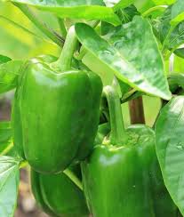 Улучшенный штамм сладкого перца чудо калифорнии (california wonder), плоды. Paprika Yolo Wonder B Capsicum Annuum