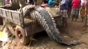 Sa taille, expliquent ses découvreurs, impliquent un climat très chaud. Video Voici Le Plus Gros Crocodile Du Monde Linfo Re Magazine Insolite