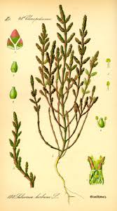 Image result for Salicornia pachystachya