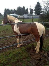 Huston I Have A Problem Pixdaus Cows Funny Weird Animals Horses