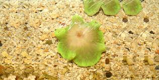 Some local aquarium shops and online retailers sell aquatic plants already in flower, but you should be wary of these, especially if they're expensive. Export Live Aquarium Plants From Sri Lanka Floating Aquarium Plants