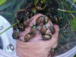 Japanese Beetles Feast on Cock - Insects, Bugs, Worms, Maggot, Snail Sex |  MOTHERLESS.COM ™