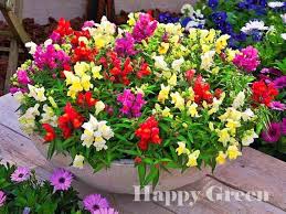 Snapdragon Mix Dwarf 8000 Seeds Antirrhinum Majus Nanum Flower Plant Seedlings Azalea Flower Organic Plants