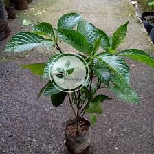 Pun begitu, melalui perkongsian daripada seorang wanita berbangsa cina ini 20 ke 30helai daun pecah beling yang dikeringkan 1x pek gula sarang lebah 2x biji luo han guo 4 litre air. Bibit Pohon Keji Beling Pecah Beling Tanaman Keji Beling Herbal Bibit Buah Shopee Indonesia