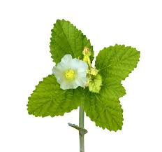 Image result for Sida cordifolia