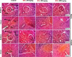 Image result for Ptycholobium contortum