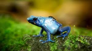 Flora dan fauna apa saja yang ada di laos brainly co id flora dan fauna flora dan fauna serta berbagai sumber daya di asia tenggara pada pembahasan kali ini kita akan mempelajari tentang flora dan fauna di asia. Persebaran Flora Dan Fauna Di Indonesia Insan Pelajar