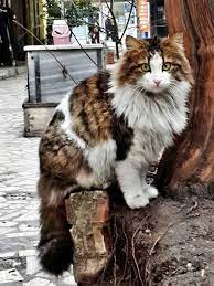 Beautiful Turkish Angora Street Cat Angora Cats Turkish Angora Cat Gorgeous Cats