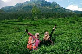 Terletak di kaki gunung ungaran, perkebunan teh ini memberikan padamu suasana alam yang sejuk dengan pemandangan indah di sekelilingnya. Kebun Teh Medini Harga Tiket Masuk Spot Foto Terbaru 2021