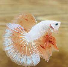 clean body and beautiful fins patterns in 2021 fish betta fish types betta