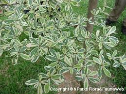 Image result for Terminalia mantaly