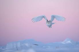 Free Free 212 Snowy Owl Svg SVG PNG EPS DXF File