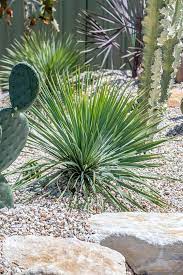 #palmsprings #palmspringsdoors #pinkdoor #midcenturymodern #midcentury #palmspringsstyle. 7 Plants Perfect For A Palm Springs Garden Better Homes And Gardens