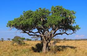 Image result for Glenniea africana