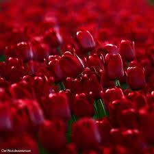 Here are the world's 10 most expensive rare flowers that will alter your perception of free nature. All The Flowers In The World By Oer Wout On Deviantart