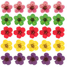 Check spelling or type a new query. 100 Pieces Dried Pressed Flowers 0 6 Cm Mini Natural Dry Flower Herbarium 3d Floral For Resin