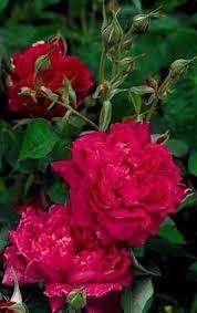 The Antique Rose Emporium Shrub Roses Rose Varieties Beautiful Roses