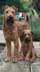 Pin By Luisa Rivera On Rudzielce Irish Terrier Irish Dog Beautiful Dogs