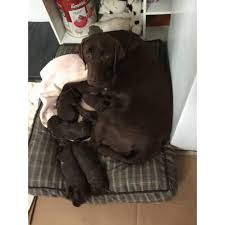 Akc Chocolate Lab Puppies For Sale Memphis Puppies For Sale Near Me