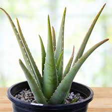 Image result for Aloe