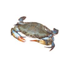 Soft Shell Crabs Browne Trading Species Definition