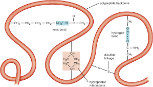 Two or more polypeptides bond and fold into a. Proteins General Microbiology Biol 455 Openstax Cnx